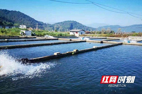 冷水鱼养殖基地。