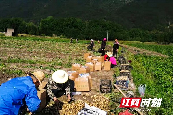 在田间采摘土豆现场。