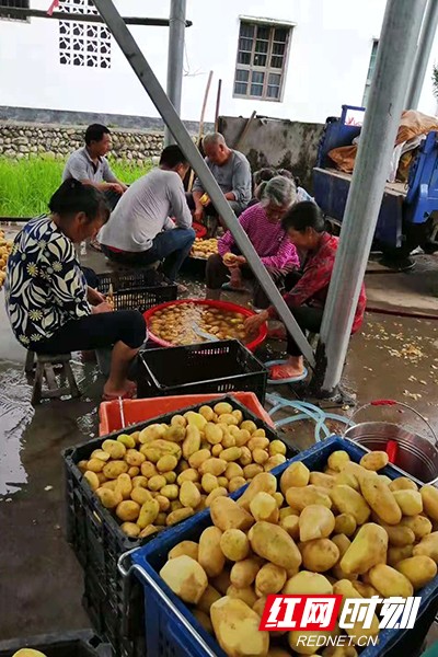 小土豆摇身一变成农民致富的“金豆豆”。