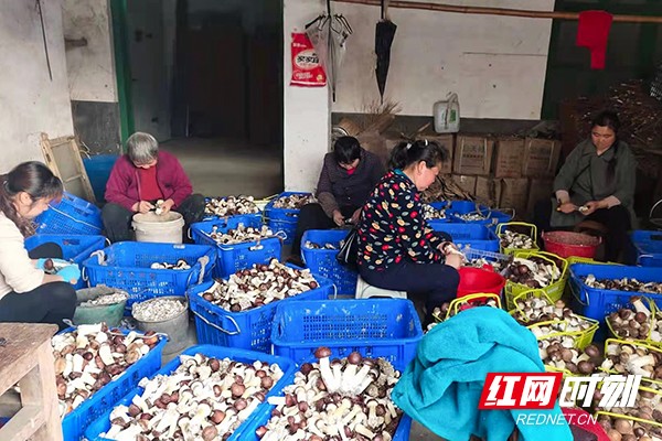 分拣蘑菇现场。