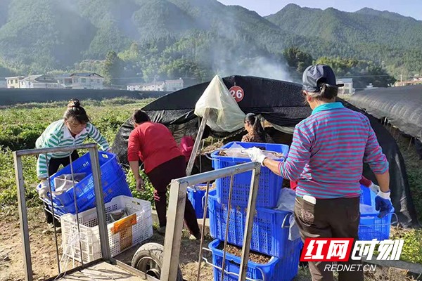 农民在基地工作。