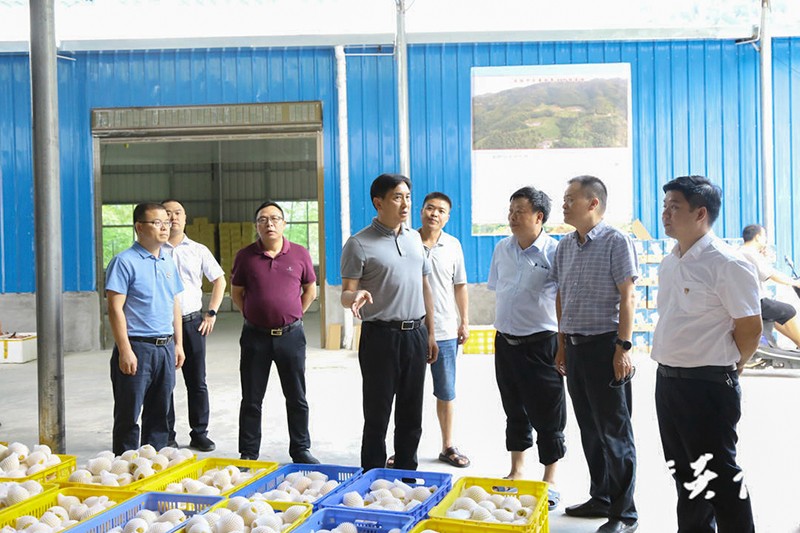 尹朝晖在中村瑶族乡调研炎陵黄桃产销工作1