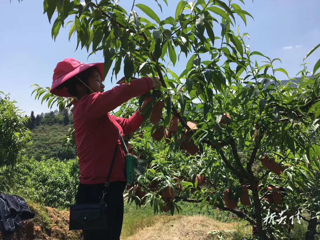 黄桃“初长成” 果农套袋忙