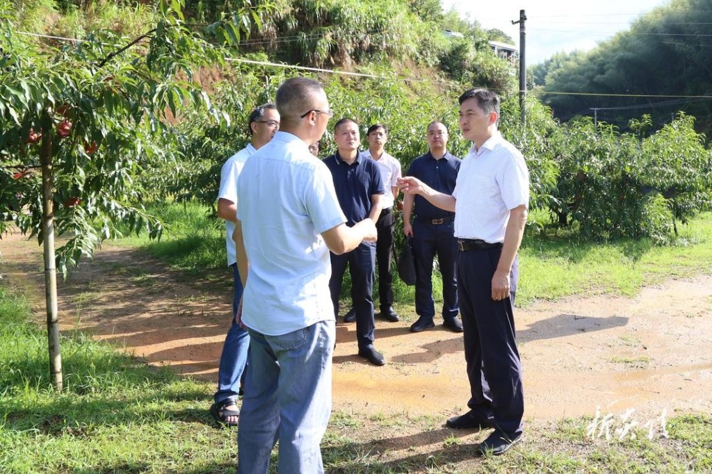 尹朝晖在十都镇调研黄桃1