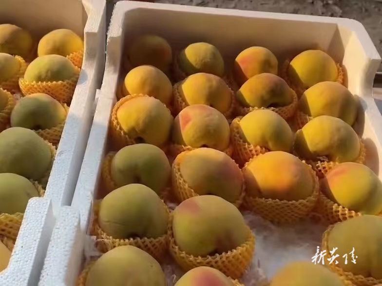 千里打假,炎陵黄桃为何成为华东市场“新宠”?