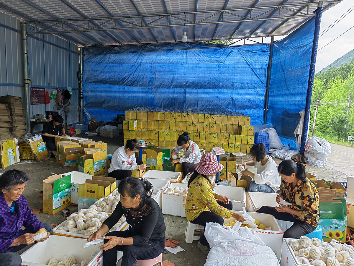 志愿者们为黄桃装箱。宁泳丞 供图