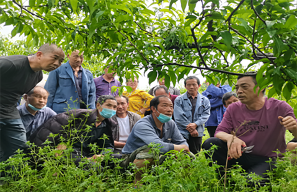 黄上村桃农进行疏果技术培训。
