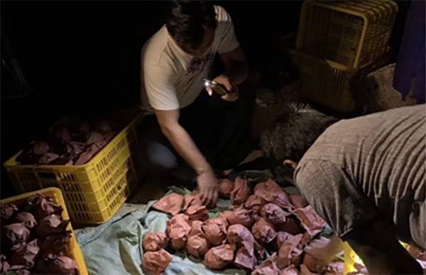 驻鹫峰村工作队帮助果农深夜采摘打包黄桃。