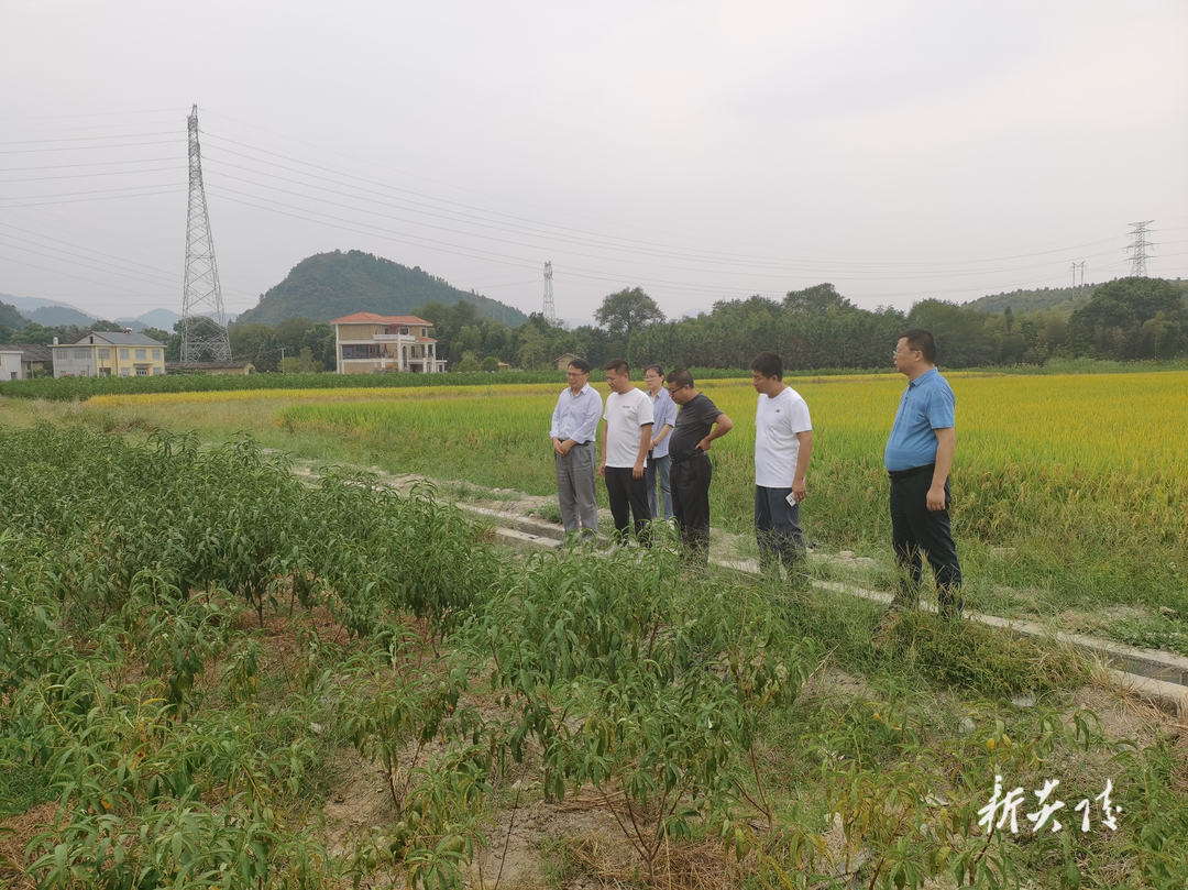 省绿办来炎督导“炎陵黄桃”地理标志农产品保护工程