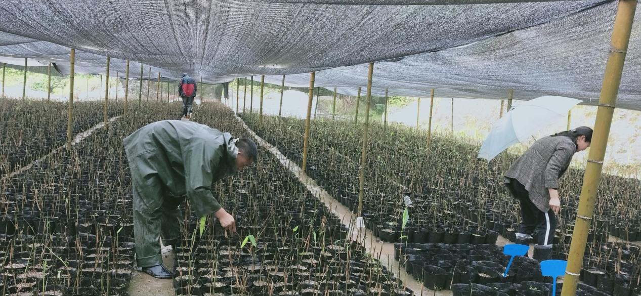 十都镇:育苗小粽叶 化身“黄金叶”