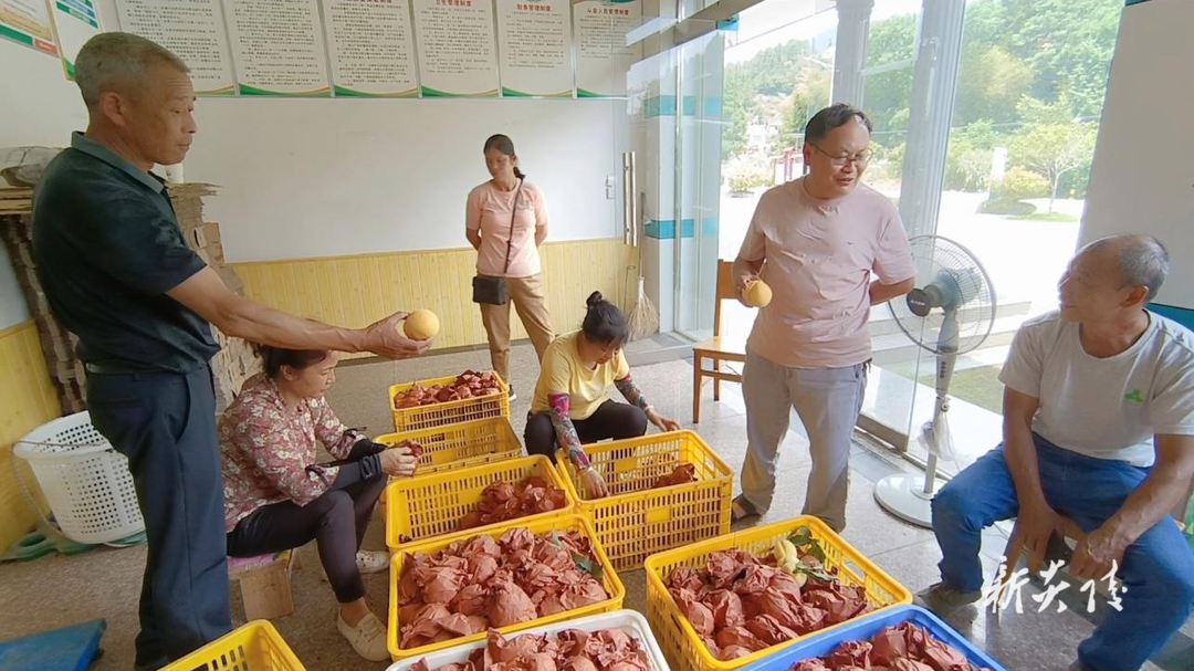 霞阳镇:黄桃枝头俏 果农采收忙