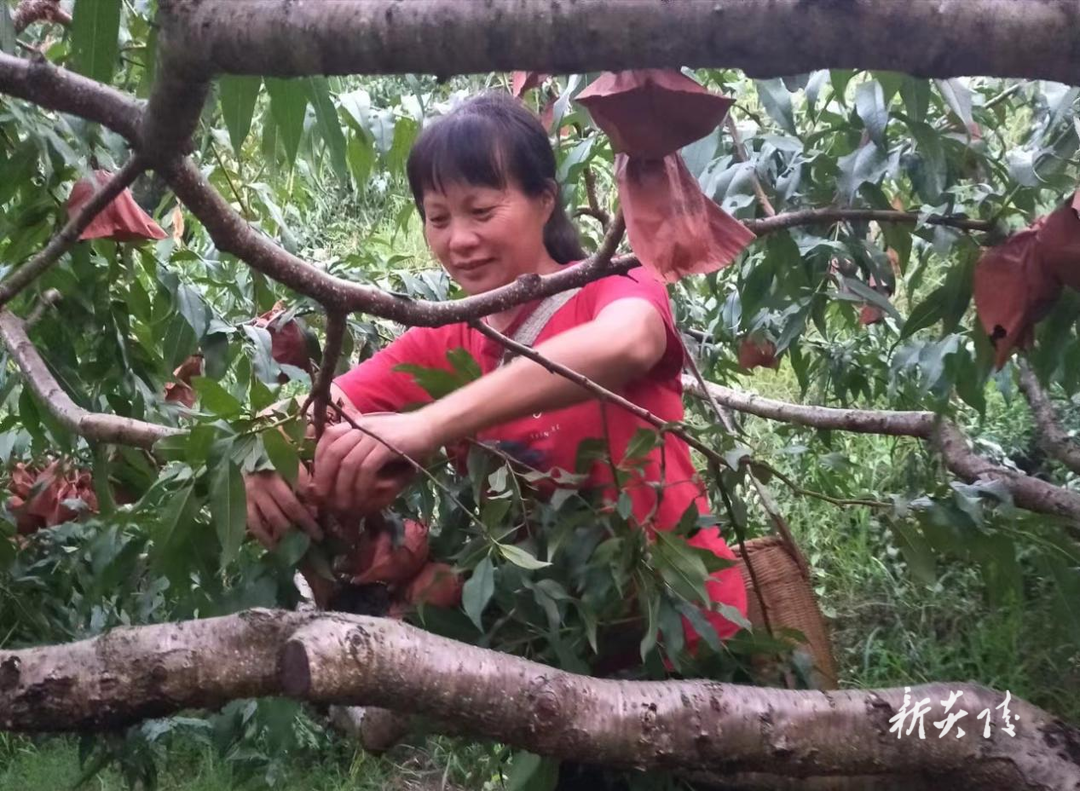 船形乡:特色农业促乡村振兴 “黄金果果”助桃农增收