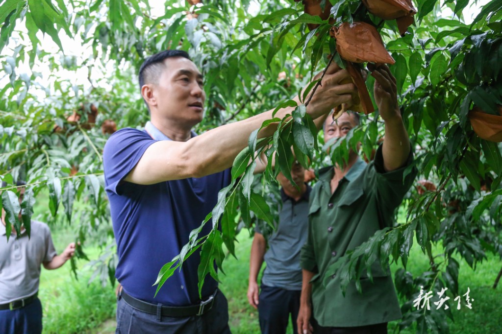 尹朝晖在十都镇调研黄桃产销和旅游接待工作