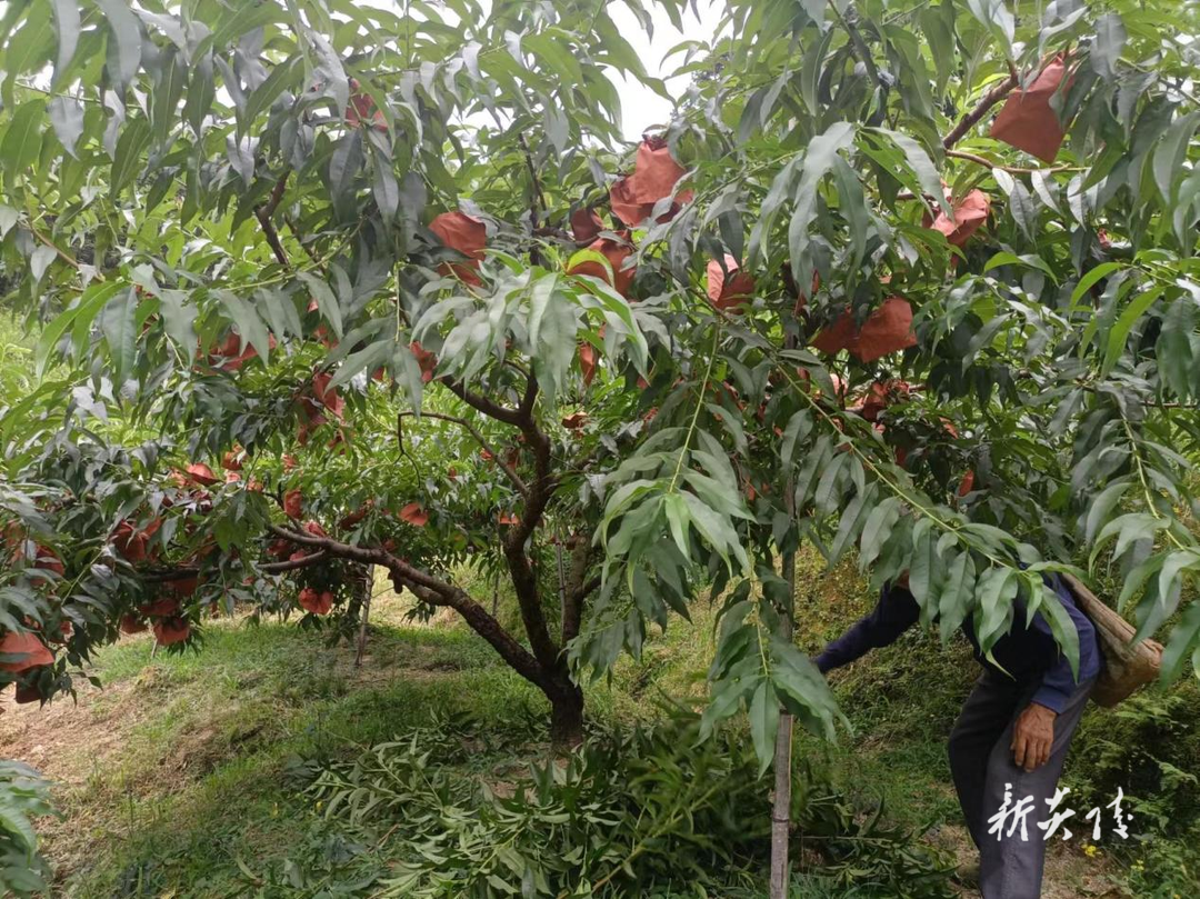 十都镇多措施做好黄桃销售工作