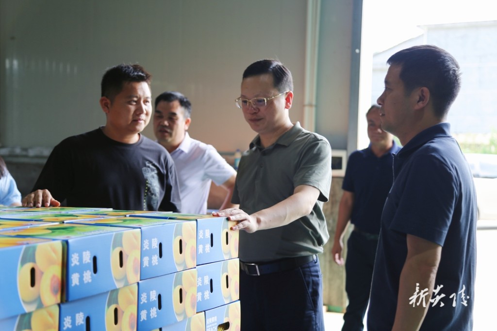 夏胜利调研黄桃产业链发展