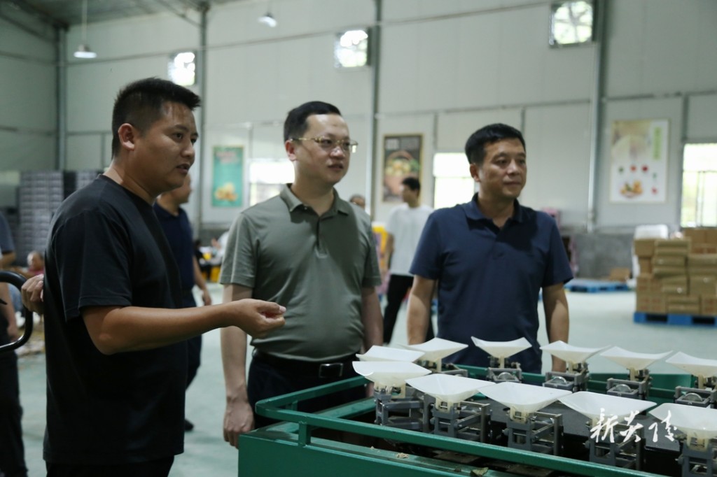 夏胜利调研黄桃产业链发展2