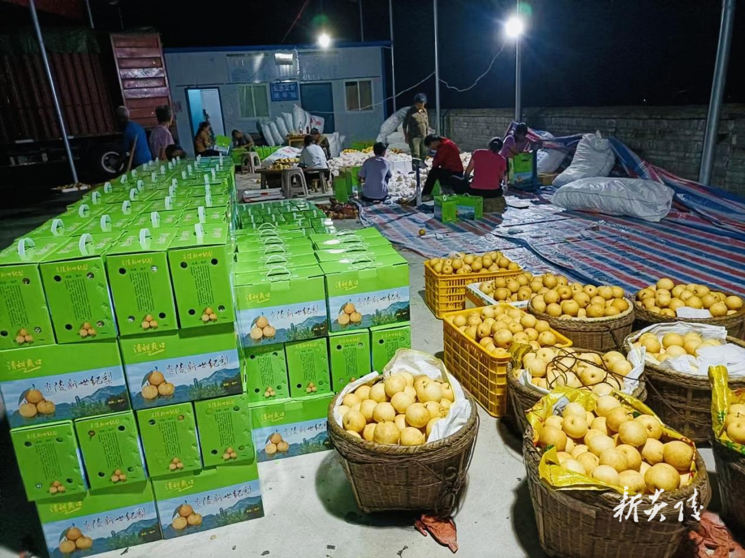 十都镇:“甜蜜产业”铺就乡村振兴“快车道”