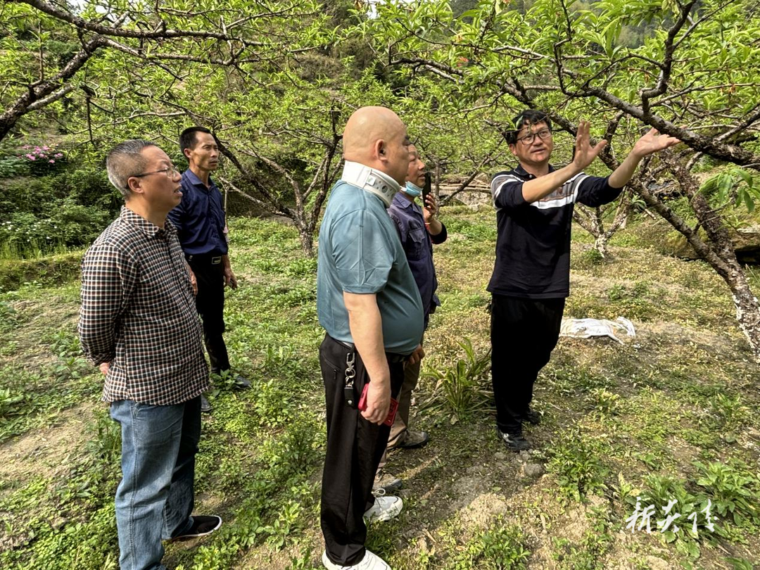 中村瑶族乡:植保专家送“技”下乡 为果树“把脉问诊”
