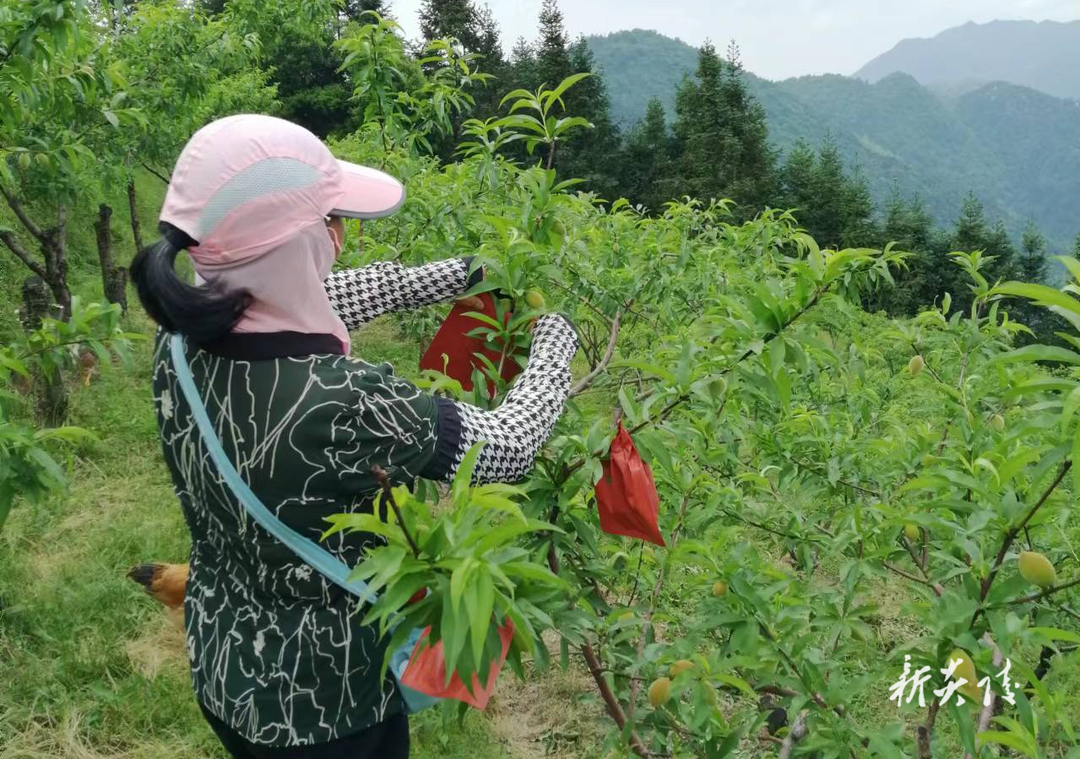 中村瑶族乡:多方联动,助力黄桃产业升级