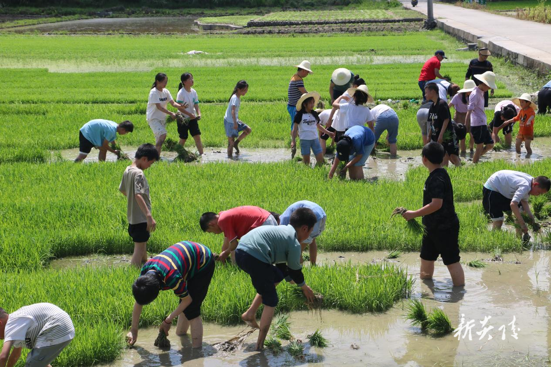鹿原镇:志愿实践助春耕 不误农时不负春