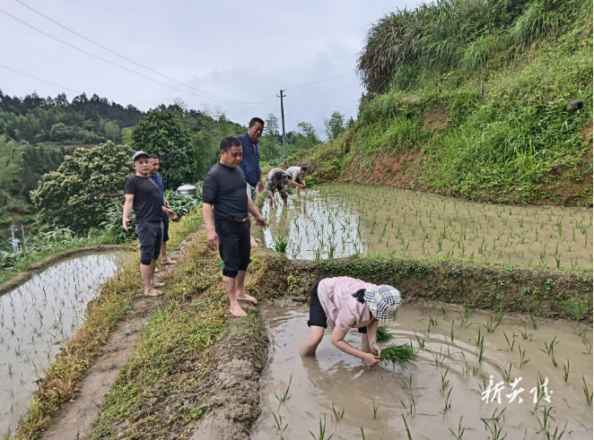 沔渡镇:心系监测户插秧助春耕