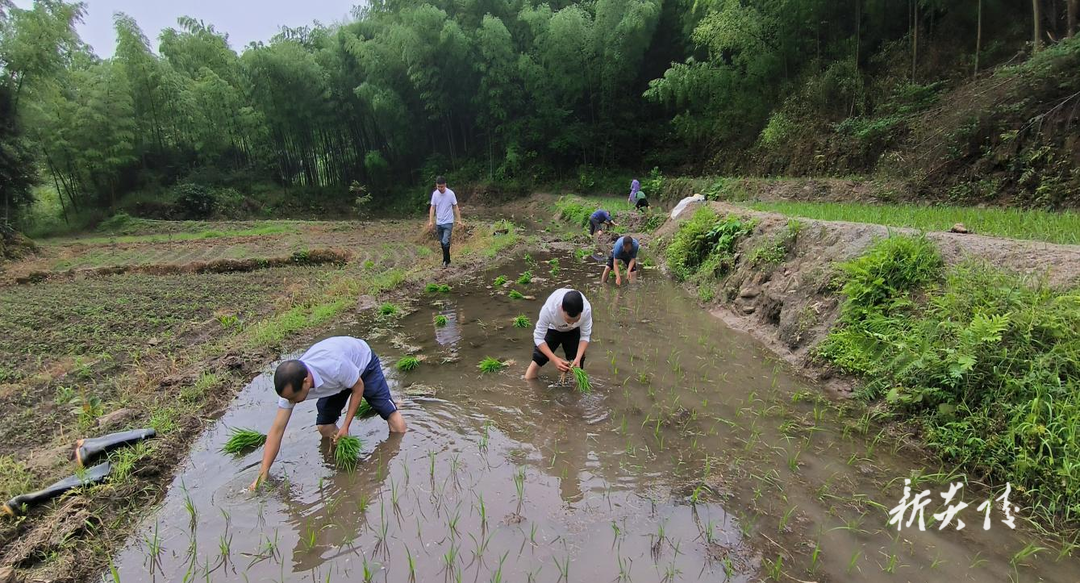 十都镇:干群联动齐上阵 水稻育秧助丰产
