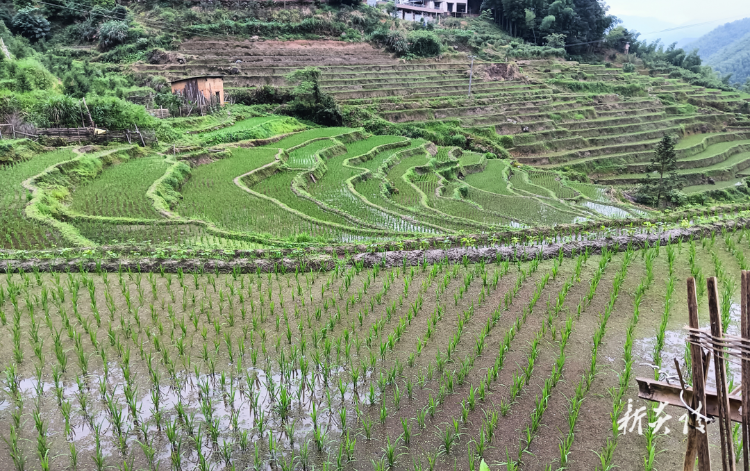 十都镇:治理耕地抛荒 确保粮食安全