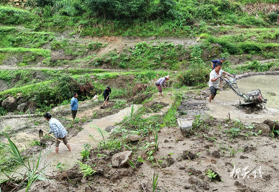十都镇:治理耕地抛荒 确保粮食安全1