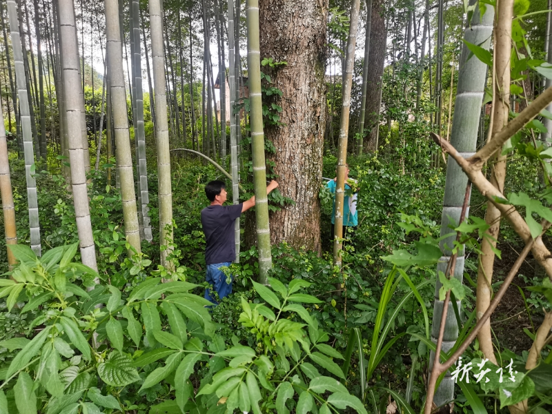 霞阳镇:枯树变“隐患” 紧急“拔钉”保民安