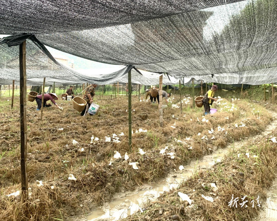 十都镇:返乡创业种竹荪 开辟乡村致富路