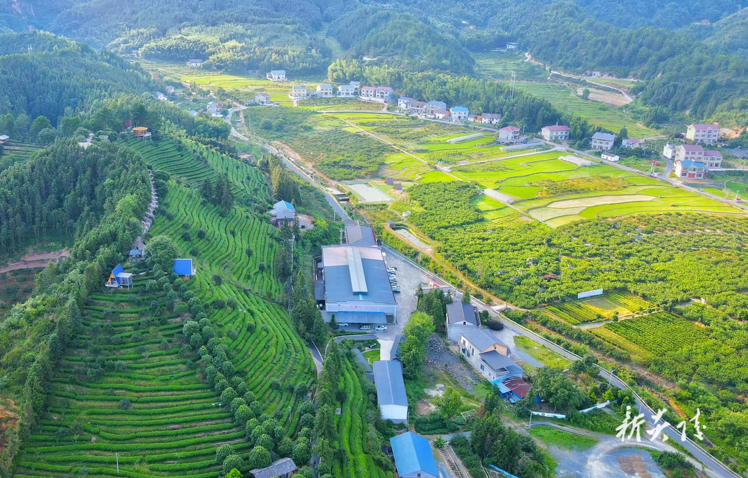霞阳镇石子坝村:特色产业绘就美丽乡村新画卷