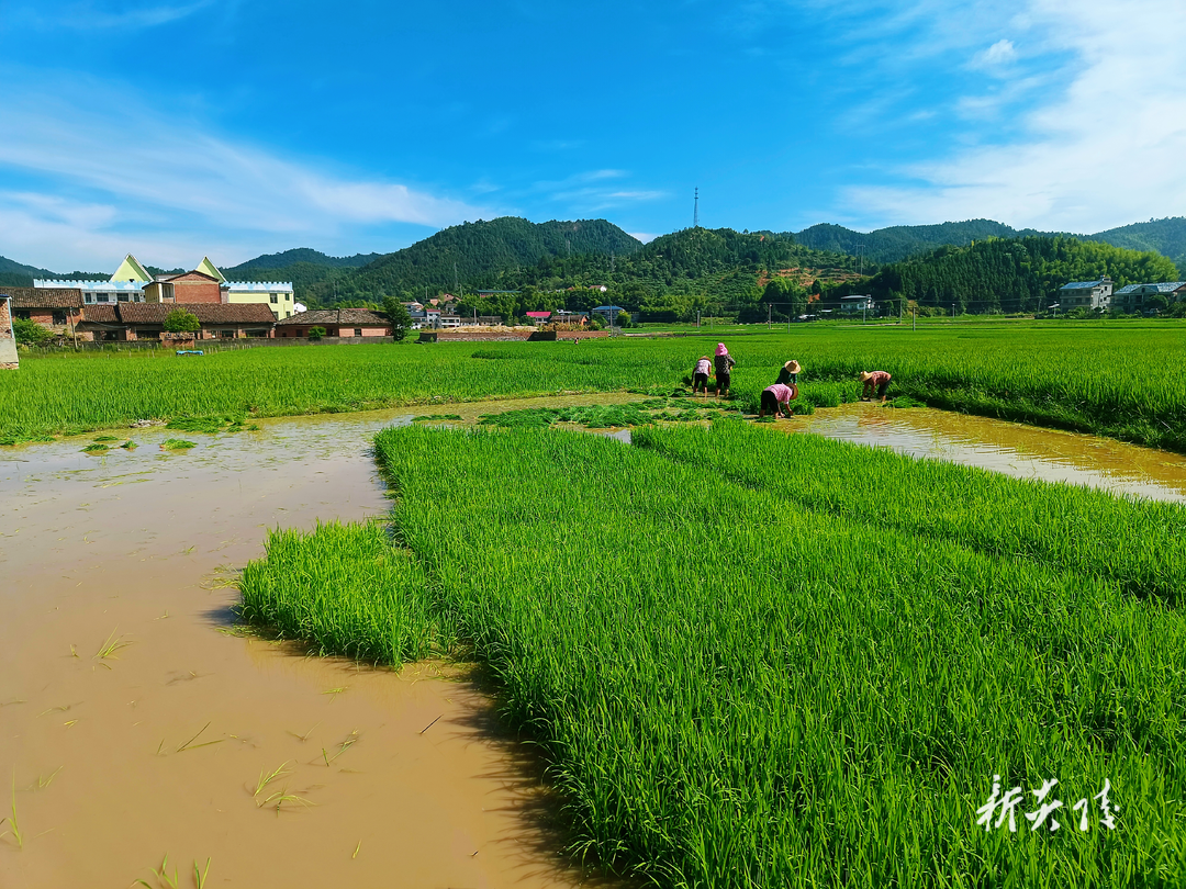 十都镇:晚稻季奏响绿意盎然的丰收“序曲”