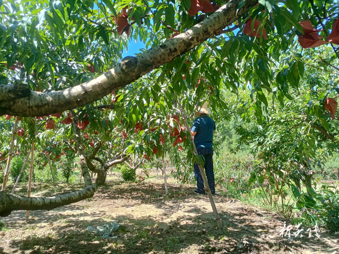 垄溪乡:把好黄桃农残检测关 护航舌尖上的安全