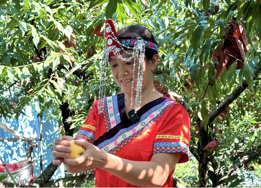 十都镇:发展“桃”经济 畲族“甜蜜”正当时