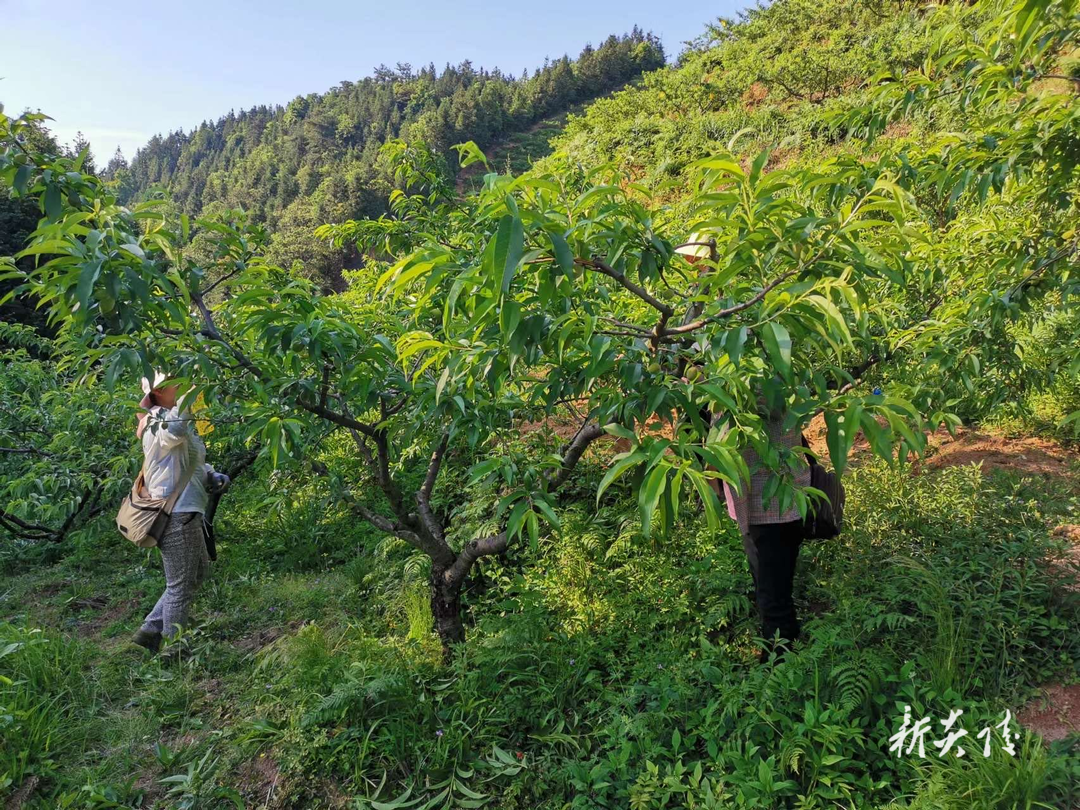十都镇:发展“桃”经济 畲族“甜蜜”正当时1