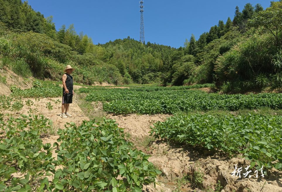 十都镇:抛荒治理出成果 撂荒地变“丰收田”