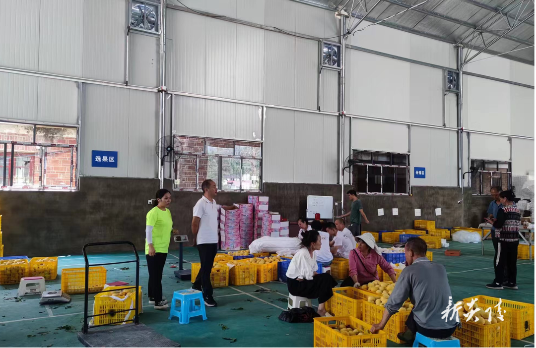 县商务局赴水口镇调研炎陵黄桃销售情况