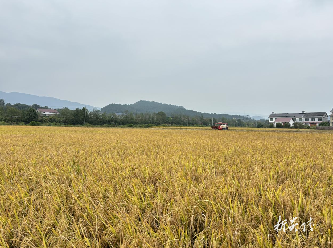 鹿原镇:突出大户引领 保障粮食安全1