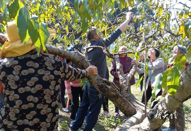 中村瑶族乡:田间课堂开启培训新篇章