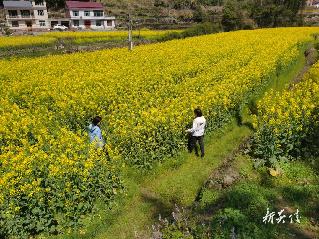 十都镇:党建引领富民路 花海生“金”绘振兴