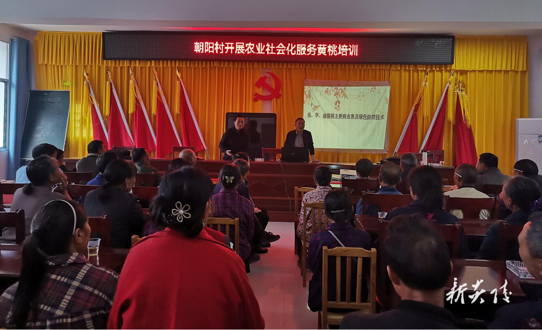 策源乡开展黄桃种植技术培训