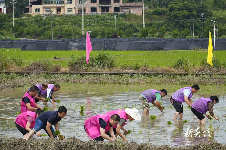 沔渡镇成功举办客家农耕文化活动