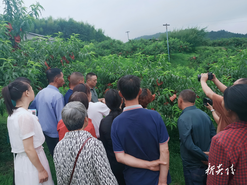 县科协开展农技入户 助力桃农增收(1)