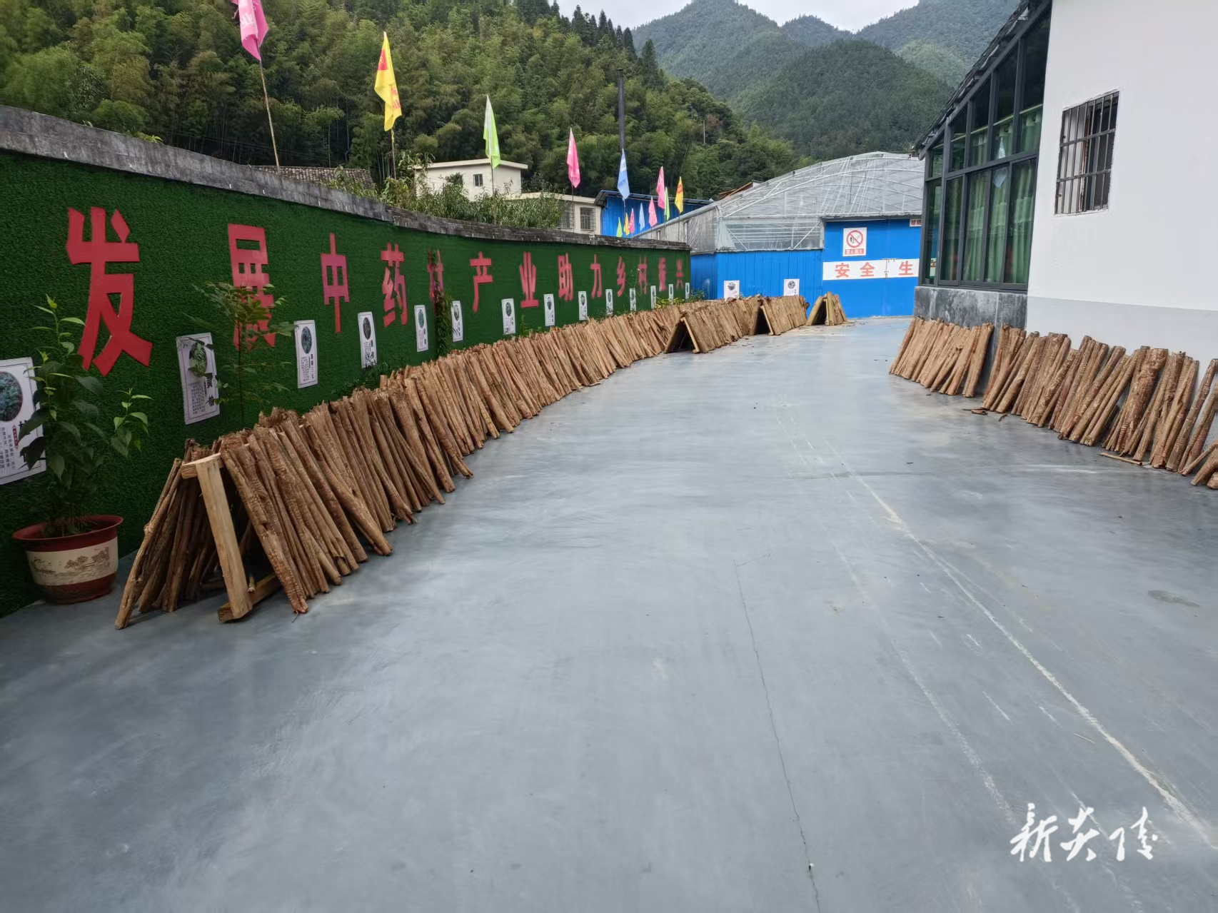 下村乡:“皮”薄价值高 厚朴产业奏响增收曲