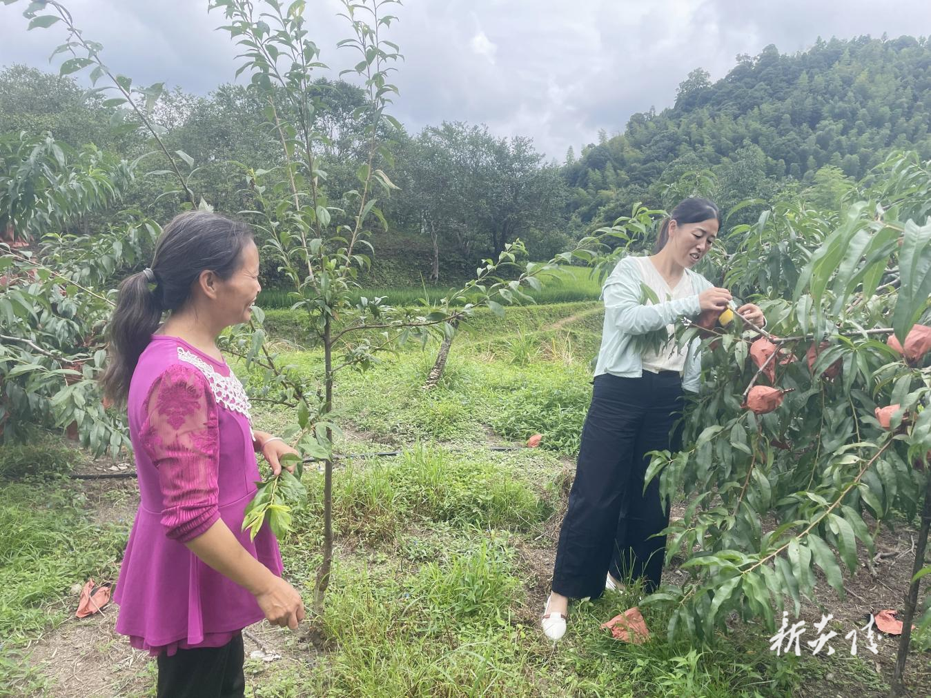 策源乡:护航黄桃采摘季 多措并举促振1