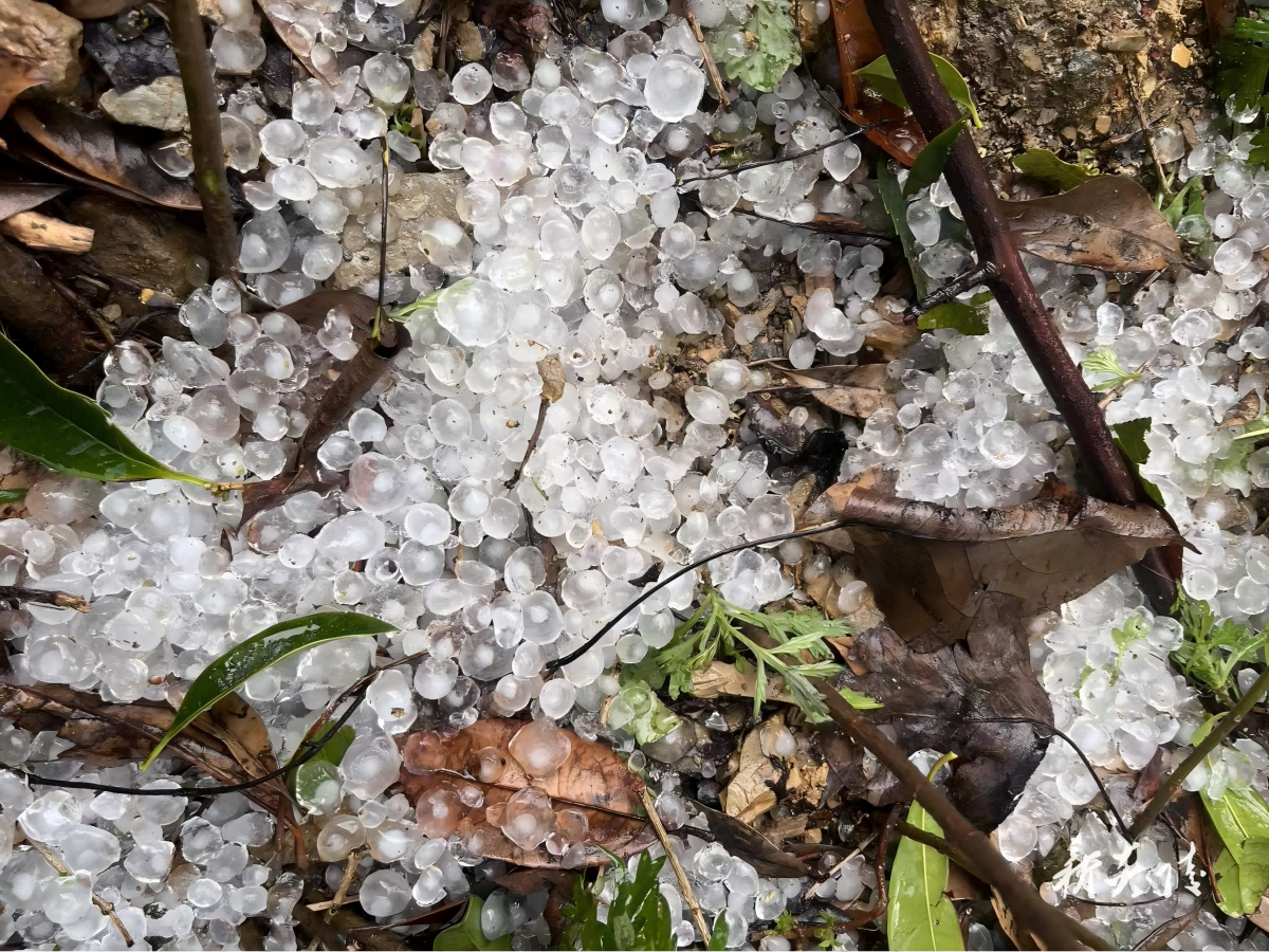 中村瑶族乡助力水稻灾后定损(1)