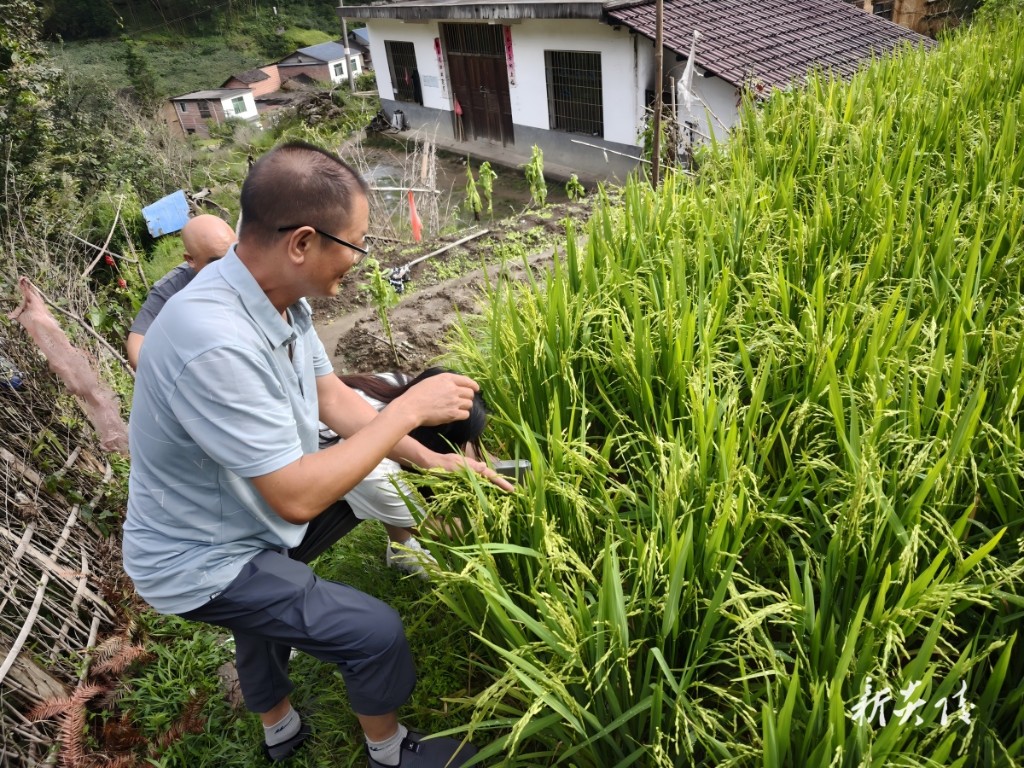 中村瑶族乡助力水稻灾后定损1