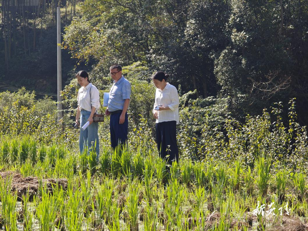 炎陵县政协教育界别到策源乡开展秸秆禁烧与综合利用课题调研