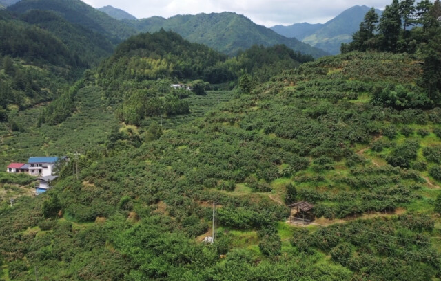 株洲炎陵:打通物流 “果园直发” 助力炎陵黄桃“加速跑”