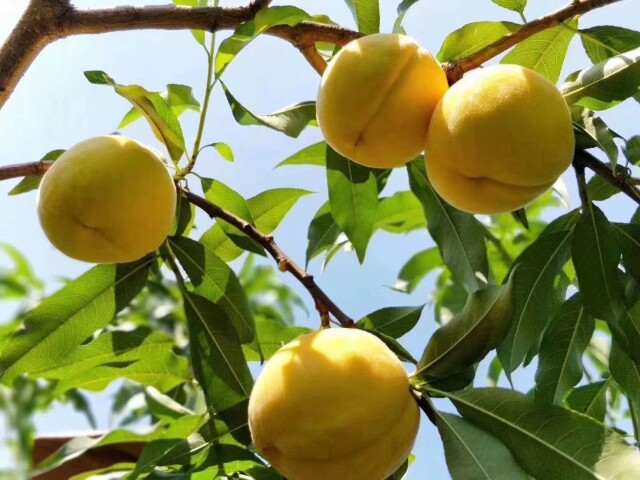 株洲炎陵:打通物流 “果园直发” 助力炎陵黄桃“加速跑”